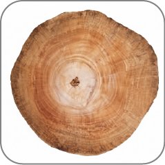 Teak Wood