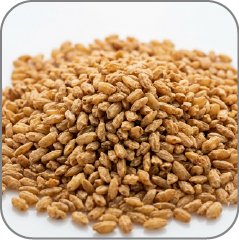 Toasted Rice