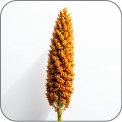Sorghum