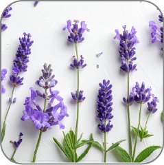 Vervain