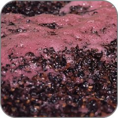 Wine Lees